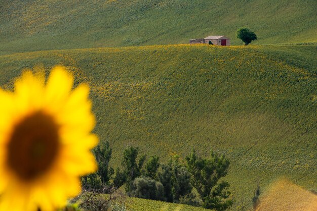 Sunflower fields in countryside with an old farm house