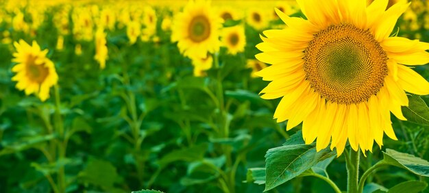 Sunflower fields and meadows closeup Backgrounds and screensavers with large blossoming sunflower