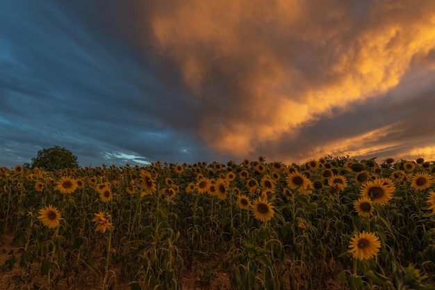 Sunflower fields at stunning sunset in countryside