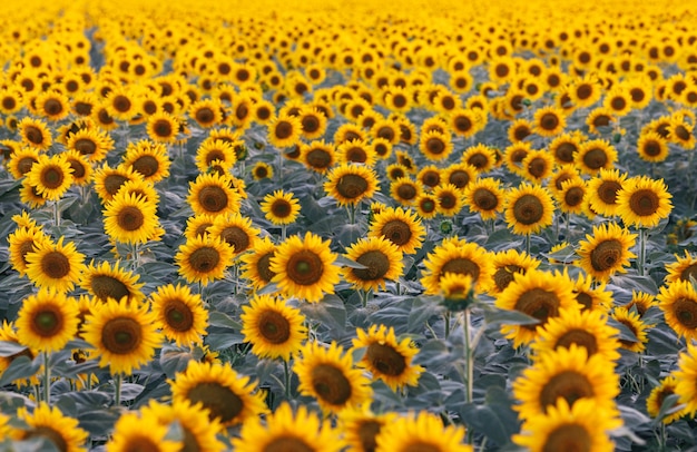 Sunflower in the fields with sunlight in sunset