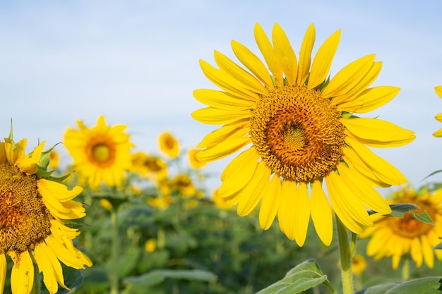 Sunflower fields