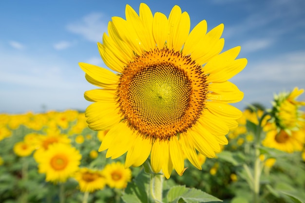 Sunflower fields