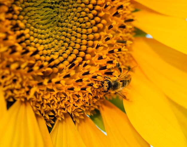 Sunflower flower close up and bee collecting pollen