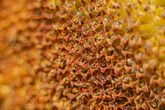 Sunflower flower close up macro photography background