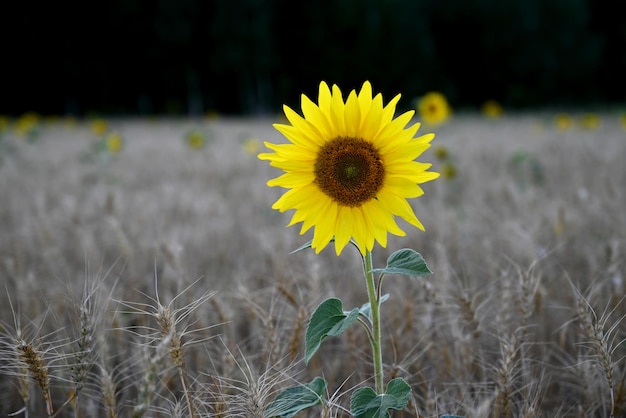 Sunflower flower closeup on the field Springsummer concept