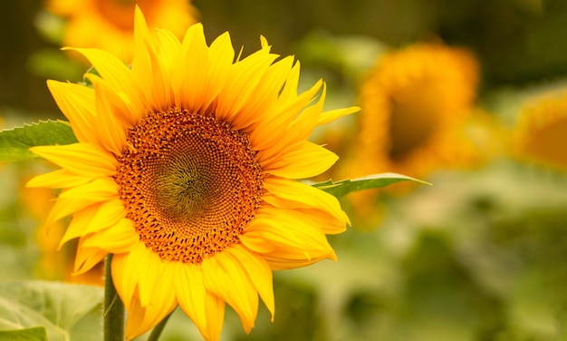 Fiore di girasole nel campo, primo piano, fuoco selettivo.