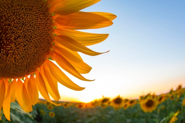 空を背景に太陽光線のフィールドでひまわりの花。農業と農業産業