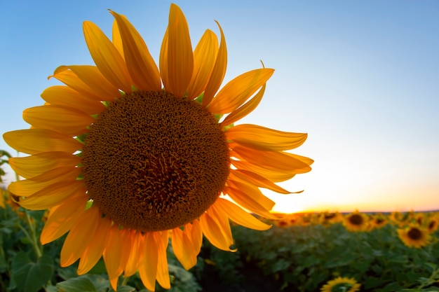 空を背景に太陽光線のフィールドでひまわりの花。農業と農業産業