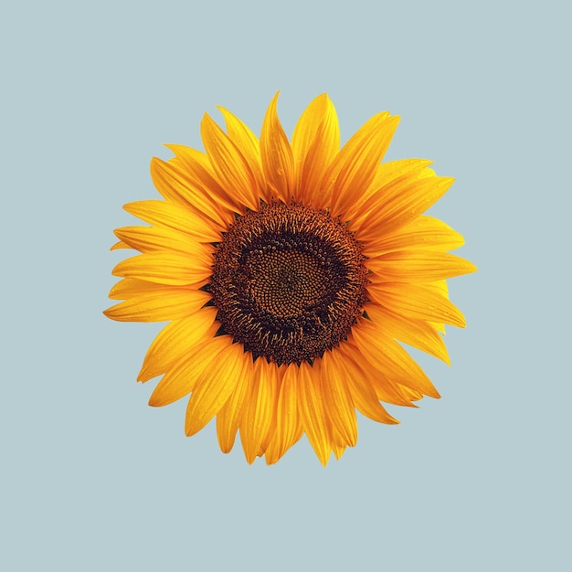 Foto testa di fiore di girasole per design o cartolina giallo brillante con semi su sfondo blu concetto estivo e primaverile