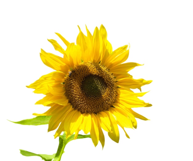 Photo the sunflower flower is isolated on a white background agriculture oil seeds