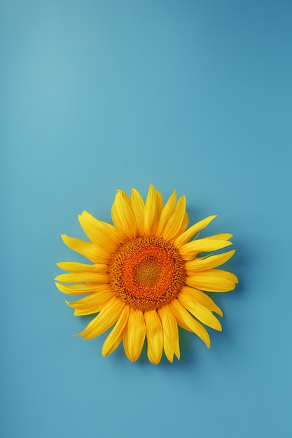 Sunflower flower top view