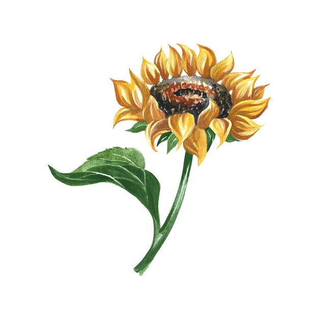 Sunflower flower. Watercolor illustration.