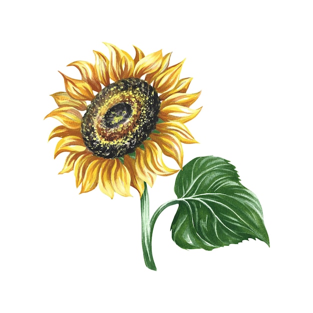 Sunflower flower. Watercolor illustration.