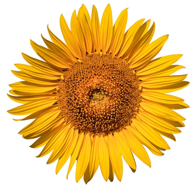 Sunflower flower on a white background close up