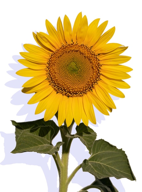 Sunflower flower on a white background close up