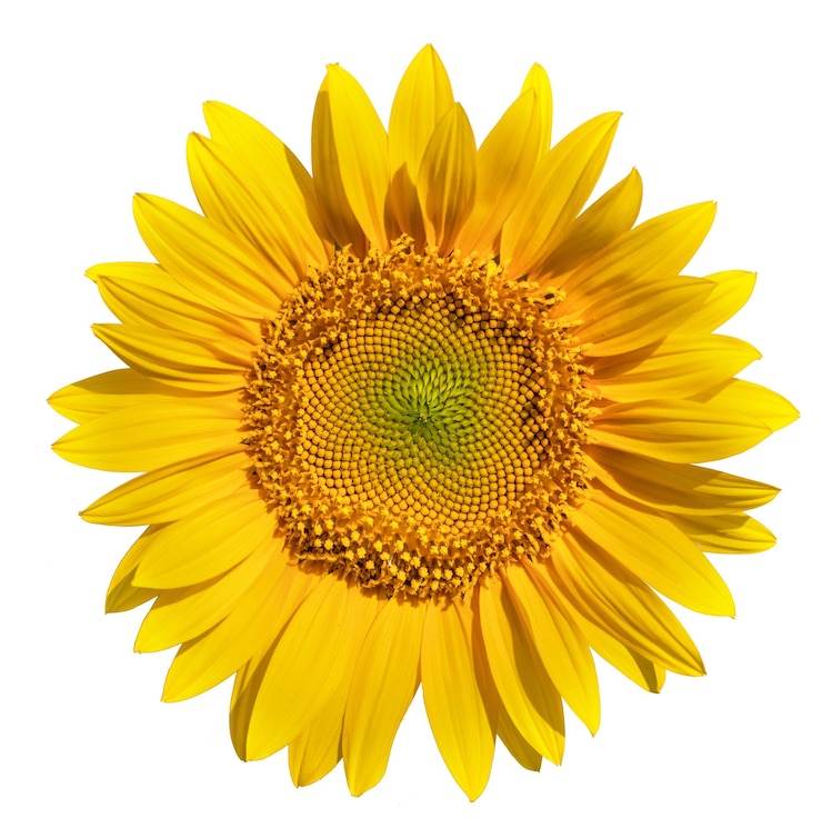 Photo sunflower flower on a white background close up