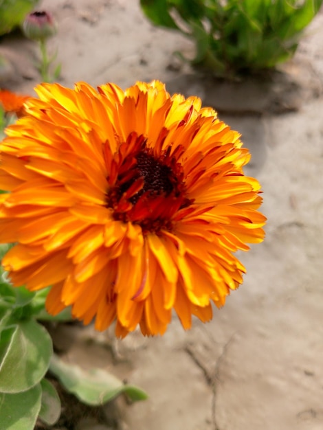 Sunflower flower