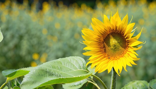 Sunflower flowering in the garden with copy space