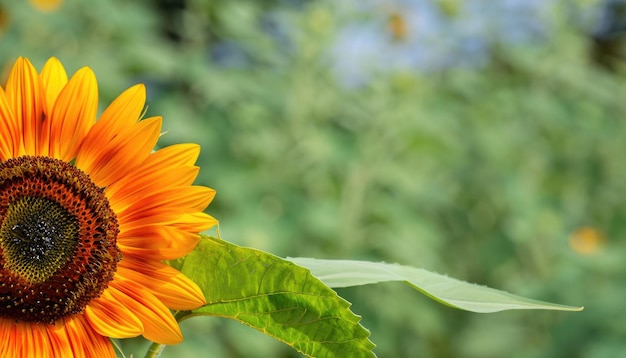 Sunflower flowering in the garden with copy space