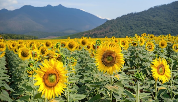 Sunflower flowering in the garden with copy space