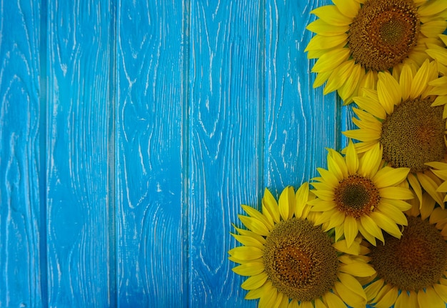 Цветы подсолнуха лежат на синем деревянном фоне