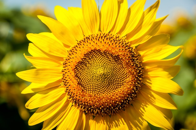 Sunflower flowers growing on the field. farmers grow sunflowers for cooking oil