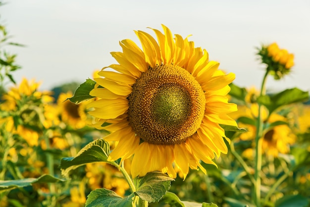 Sunflower flowers growing on the field. farmers grow sunflowers for cooking oil