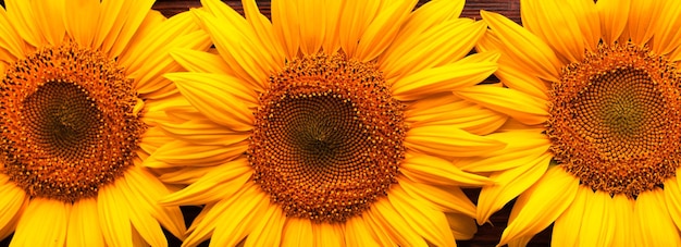 Sunflower flowers on a sunflower field Natural background
