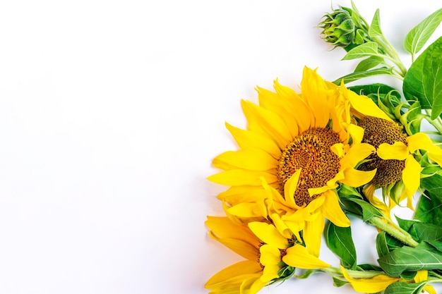 Sunflower flowers on a white backgroundFree space for designTop view