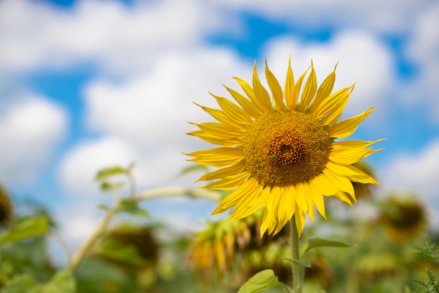 Sunflower flowers