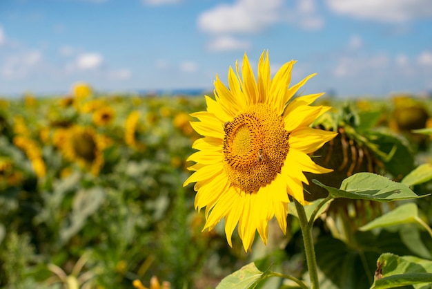 ひまわりの花