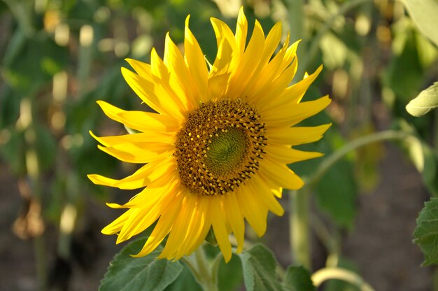 A sunflower in the foreground