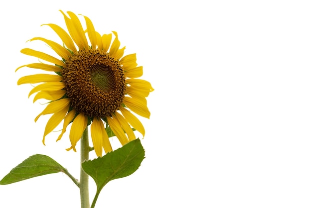 Photo sunflower in full bloom isolated on white background