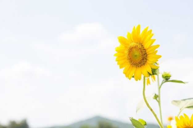 Photo sunflower in full bloom.