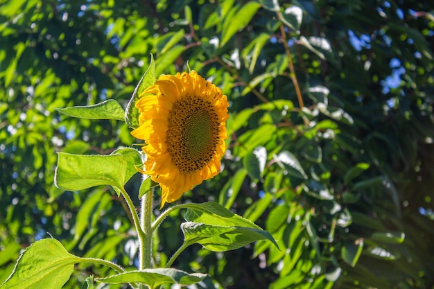 Sunflower in a garden. Close up photo of ripe sunflower.