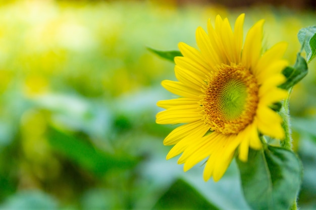 Sunflower garden field and blurred background on morning