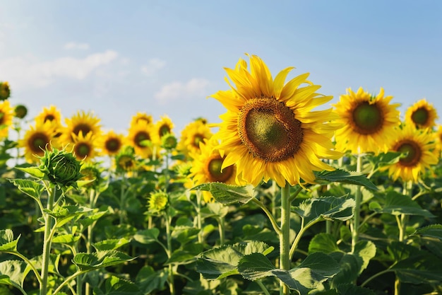 Il giardino dei girasoli fiorisce magnificamente la sera.