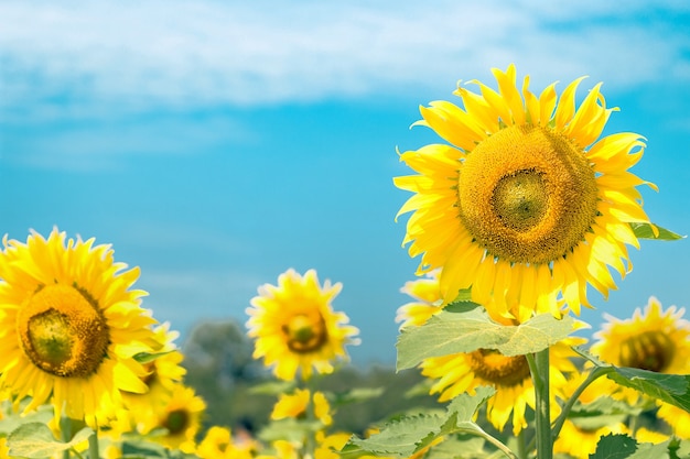 Giardino di girasole in giornata di sole sullo sfondo della natura