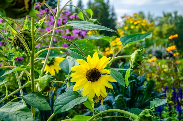 Photo a sunflower in a garden with a blue sky in the background.