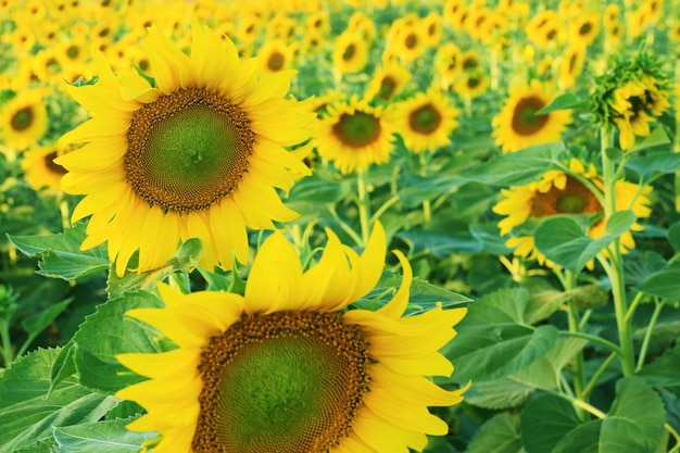 Sunflower garden