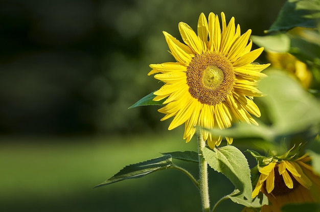 sunflower in the garden