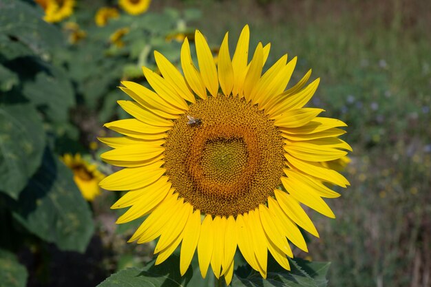 Photo sunflower on green background honey bee on duty