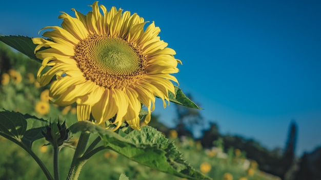 Sunflower In Green Field 