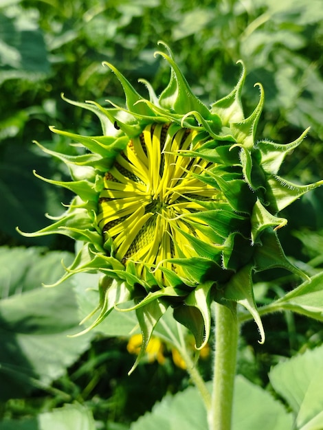 太陽の花 緑の花