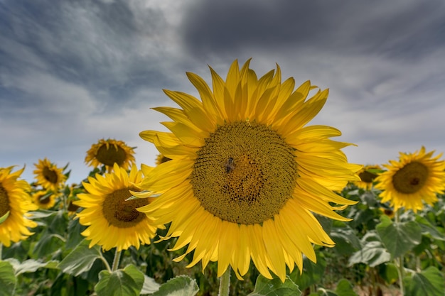 Sunflower on green grass and blue sky