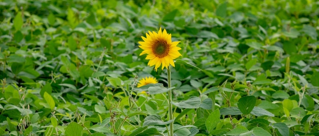 Sunflower growing in a farmer's garden. The concept of eco-friendly products