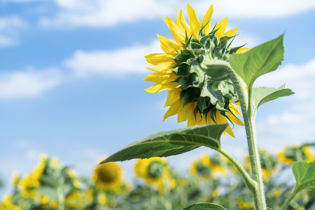 Girasole che cresce nel campo