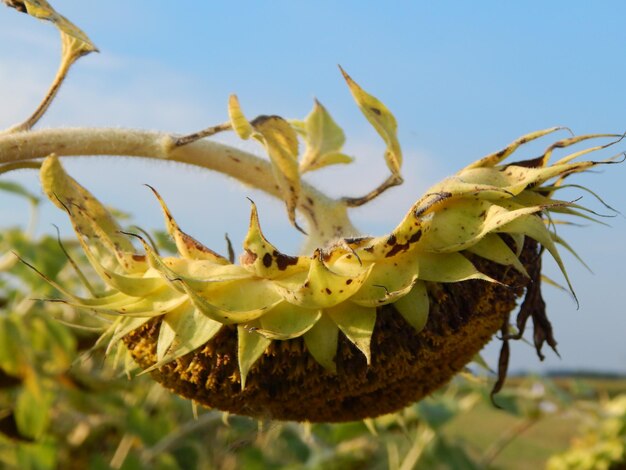 Sunflower growing on the yellow background and texture