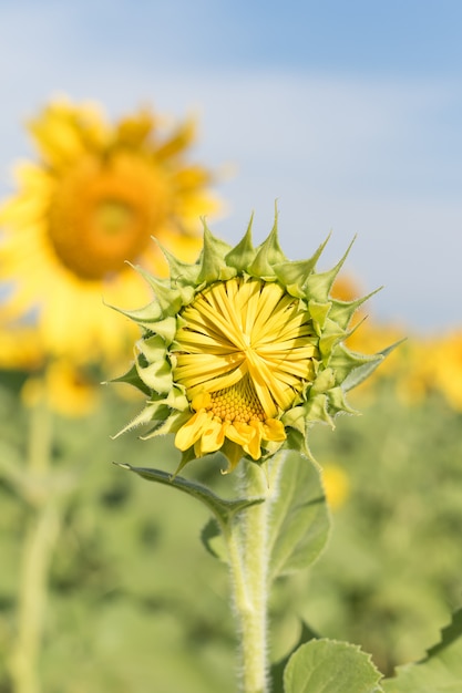 Sunflower growth and blooming in field  