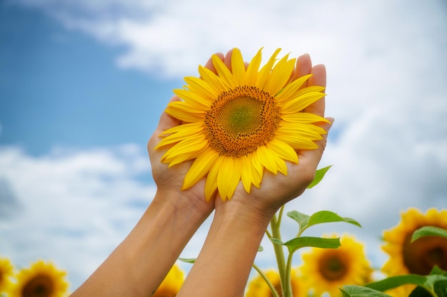 Sunflower in hands